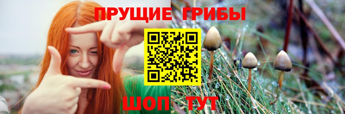 Сыктывкар  Галлюциногенные грибы Psilocybine cubensis  Вход с VPN 